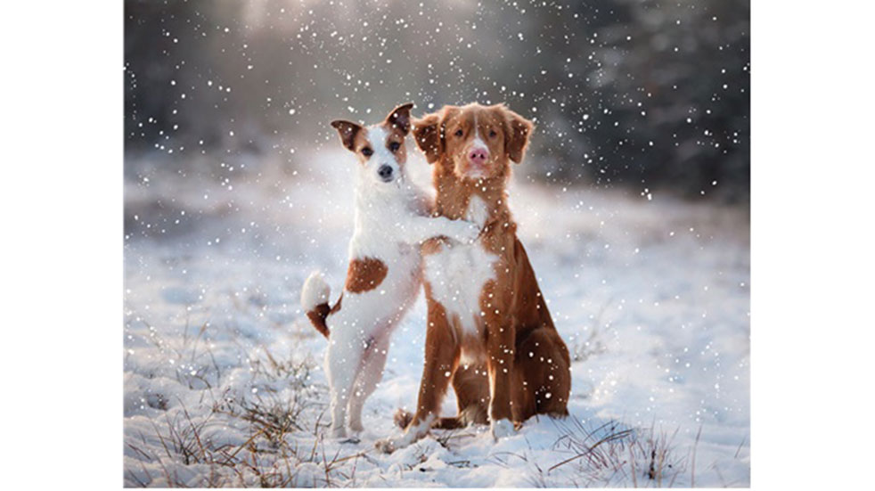 Christmas post two dogs hugging snow